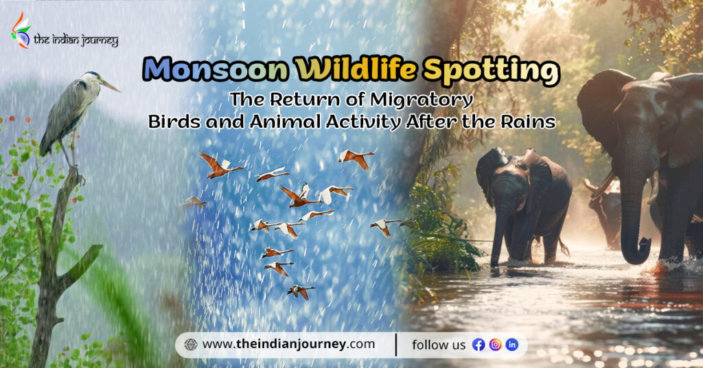 Monsoon Wildlife Spotting